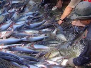 Vietnam tra and basa fish remain favourites in US